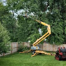 How Our Tree Care Process Works  in  Olney, TX