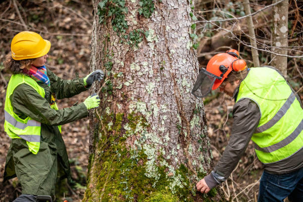 Olney, TX Tree Removal Services Company